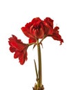 Bloom Hippeastrum (amaryllis) \