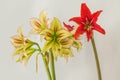 Bloom Hippeastrum johnsonii and Cleopatra on gray background