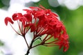 Bloom of the Ixora chinensis