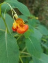 Bloom and leaves of impatiens capensis