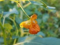 Bloom and leaves of impatiens capensis