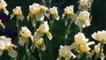 Bloom of light-coloured yellow Iris on background of blurry iris flowers in garden