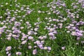 Bloom of light violet Erigeron speciosus in June