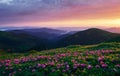 In bloom. Majestic Carpathian mountains. Beautiful landscape. Breathtaking view