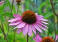 Bloom in nature Echinacea purpurea Royalty Free Stock Photo