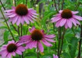 Bloom in nature Echinacea purpurea Royalty Free Stock Photo