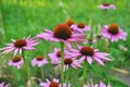 Bloom in nature echinacea purpurea Royalty Free Stock Photo