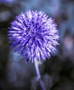 Bloom of the onion plant.