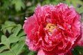 Bloom of paeonia