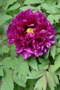 Bloom of paeonia