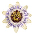 bloom of passionflower Royalty Free Stock Photo