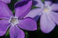 Bloom of pastel purple periwinkle in spring time nature