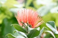 Bloom of the Persian silk tree - albizia julibrissin