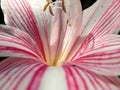 Bloom Pink Amaryllis Close Up