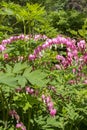 Bloom pink white flowers Bleeding Heart known as Dicentra Spectabilis. Flowers like broken heart, romance, beauty, garden flowers Royalty Free Stock Photo