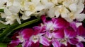 Bloom Pink And White Orchid Royalty Free Stock Photo