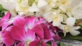 Bloom Pink And White Orchid Royalty Free Stock Photo