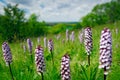 Bloom plant in the meadow habitat. Pink and violet flowering European terrestrial wild orchid in nature habitat with green backgro