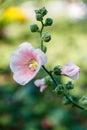 Bloom Purple Hibiscus at Rama IX Park Bangkok, Thailand Royalty Free Stock Photo