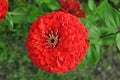 Bloom of a red flower