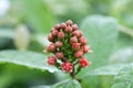 Bloom of Red Penda flower or Xanthostemon after raining