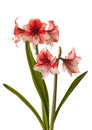 Bloom red and white Amaryllis (Hippeastrum) \