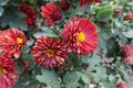 Bloom of red and yellow semidouble Chrysanthemums in October Royalty Free Stock Photo