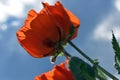 Bloom of scarlet poppies