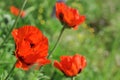 Bloom of scarlet poppies