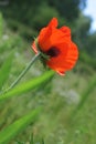 Bloom of scarlet poppies