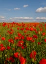 Bloom of scarlet poppies in an oilseed field