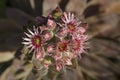 Bloom of Sempervivum tectorum Royalty Free Stock Photo