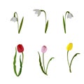 bloom set of spring flowers snowdrops and tultie on white background