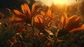 Bloom and Shine, Beautiful Sunset Illuminates Gorgeous Flowers