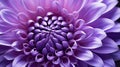 bloom single purple flower Royalty Free Stock Photo