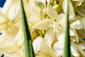 Bloom Spanish Bayonet Yucca flowers, Closeup white yucca filamentosa bush flowers, Blossom white flowers needle-palm