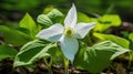 bloom trillium flower