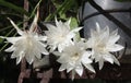 Bloom of Tuberose Flower