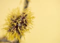 Bloom twig of witch hazel, Hamamelis mollis Royalty Free Stock Photo