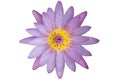 Bloom violet pink lotus with yellow core