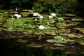 Bloom Water Lilies in the Town Dannenberg, Lower Saxony Royalty Free Stock Photo