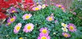 Bloom where God planted youÃ°Å¸Â§Â¡Ã°Å¸ÅÂ¸Ã°Å¸ââ  Flowers  Pink Royalty Free Stock Photo