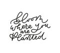 Bloom where you are planted inspirarional lettering inscription Royalty Free Stock Photo