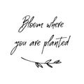 Bloom where you are planted. Inspirational and motivational handwritten lettering quote.