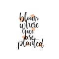 Bloom where you are planted motivational inspirational quote. Royalty Free Stock Photo