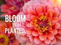 Bloom where you are planted word and pink flower