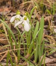 Bloom  white Galanthus snowdrops   in spring Royalty Free Stock Photo