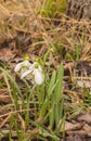 Bloom white Galanthus snowdrops in spring