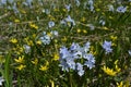 Bloom of wild blue hyacinths near the ruins of Amberd Fortress in spring in Armenia