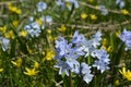 Bloom of wild blue hyacinths near the ruins of Amberd Fortress in spring in Armenia